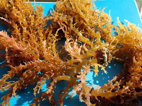 The Magical Powers of Sea Weed: A Natural Barrier for Aging